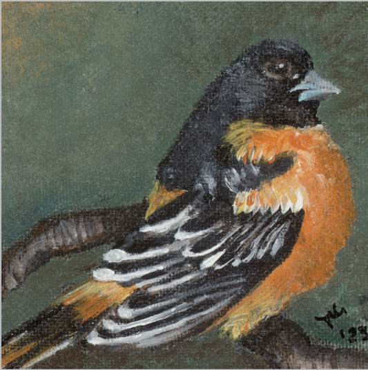 The Summer Flash (Baltimore Oriole)