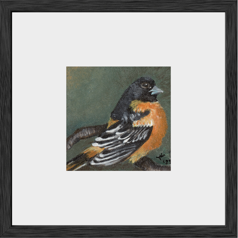 The Summer Flash (Baltimore Oriole)