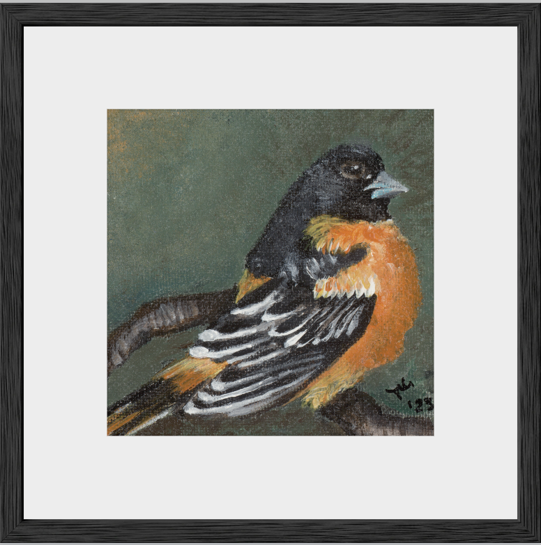 The Summer Flash (Baltimore Oriole)