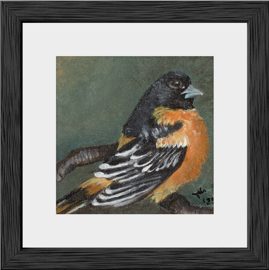 The Summer Flash (Baltimore Oriole)