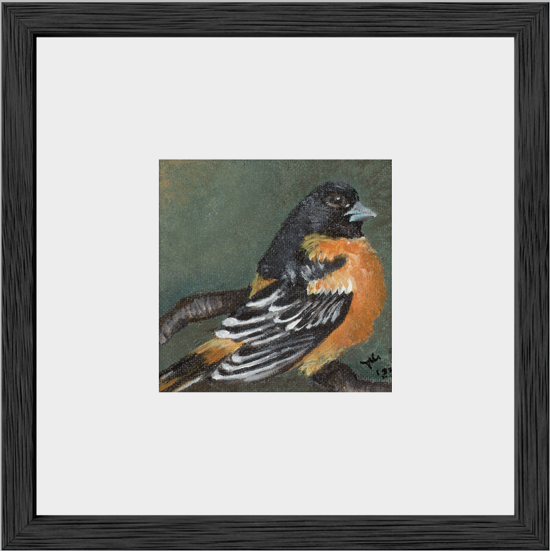 The Summer Flash (Baltimore Oriole)