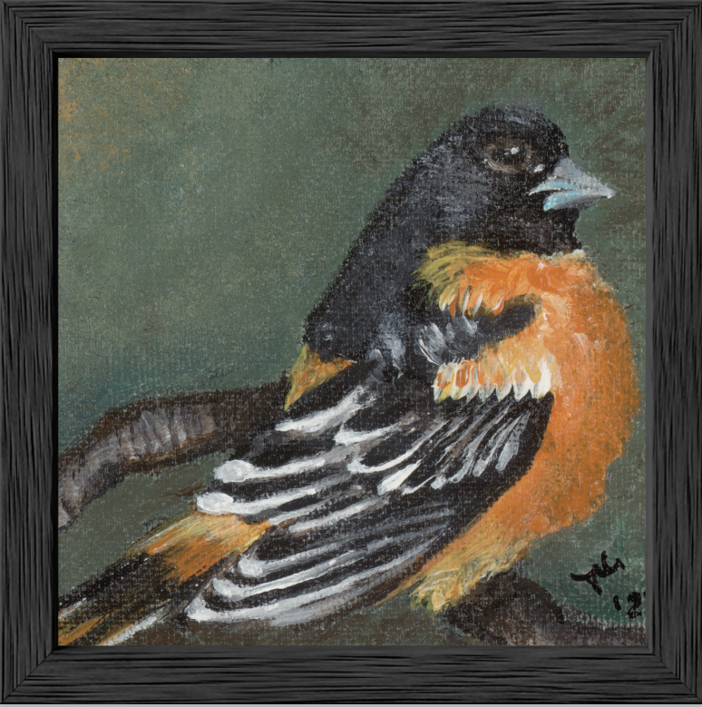 The Summer Flash (Baltimore Oriole)