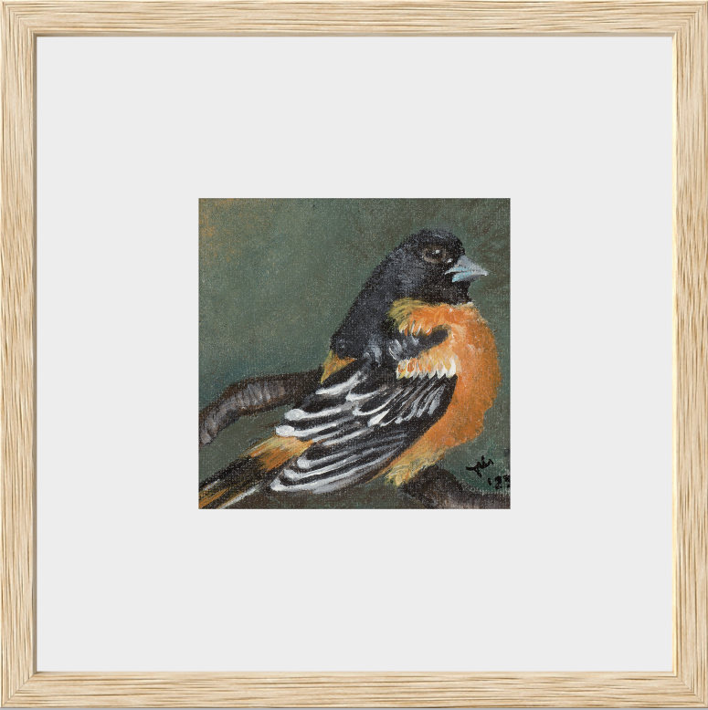 The Summer Flash (Baltimore Oriole)