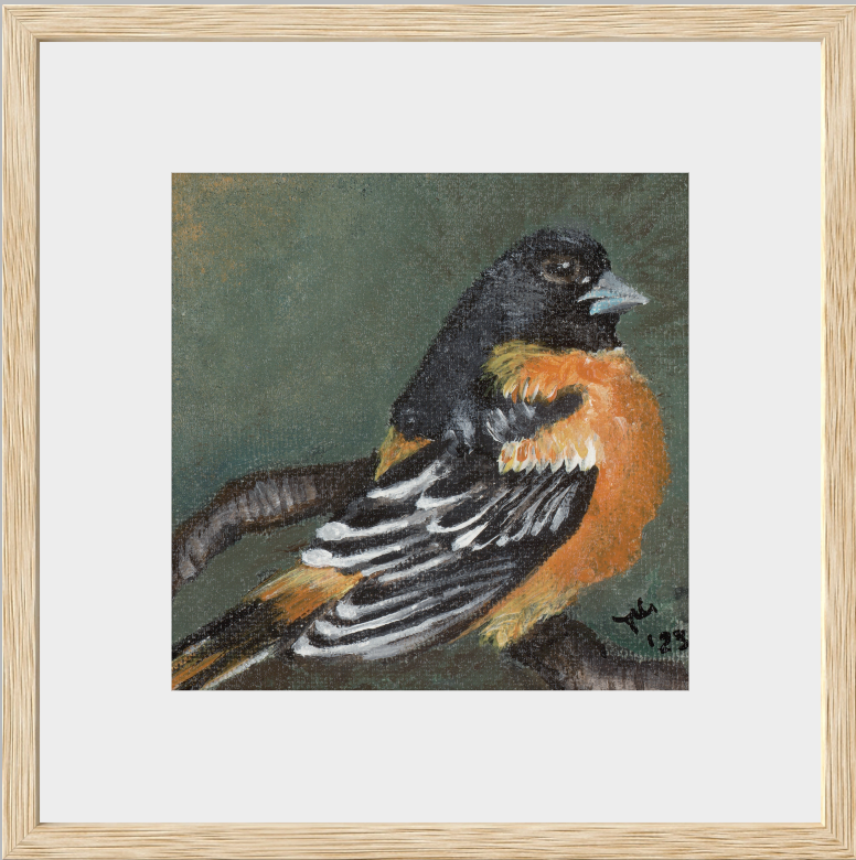 The Summer Flash (Baltimore Oriole)