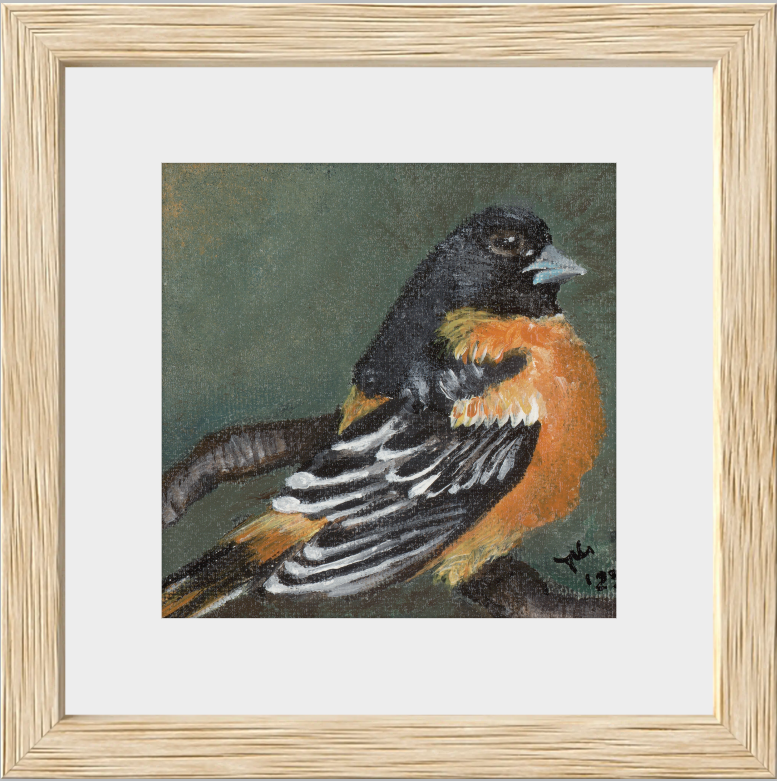 The Summer Flash (Baltimore Oriole)