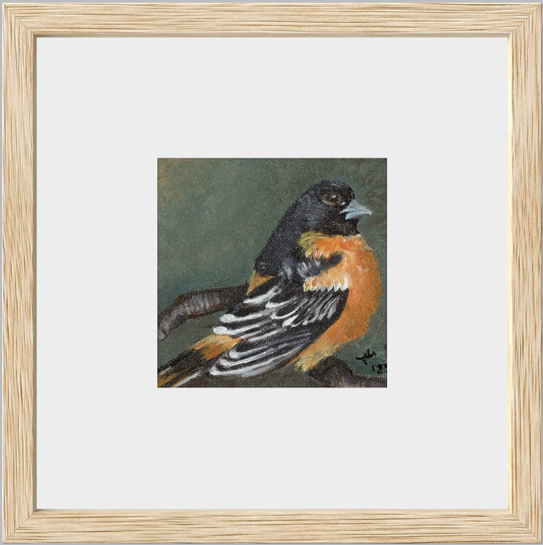 The Summer Flash (Baltimore Oriole)