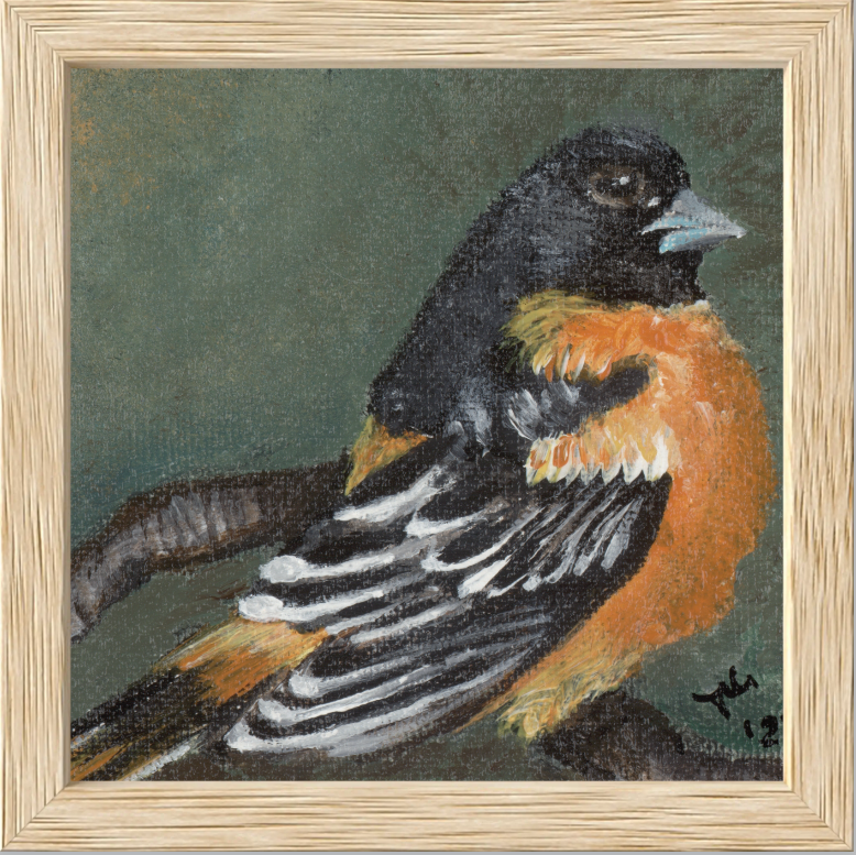 The Summer Flash (Baltimore Oriole)