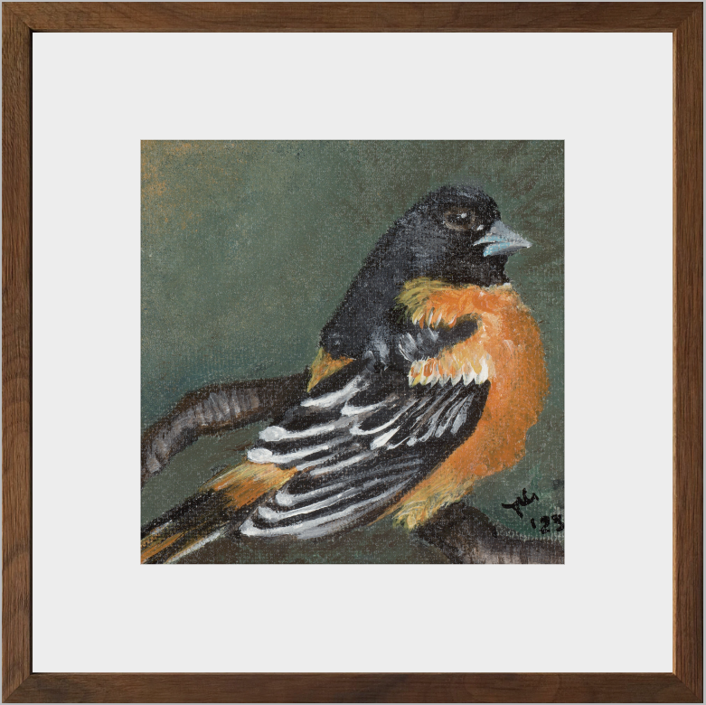 The Summer Flash (Baltimore Oriole)