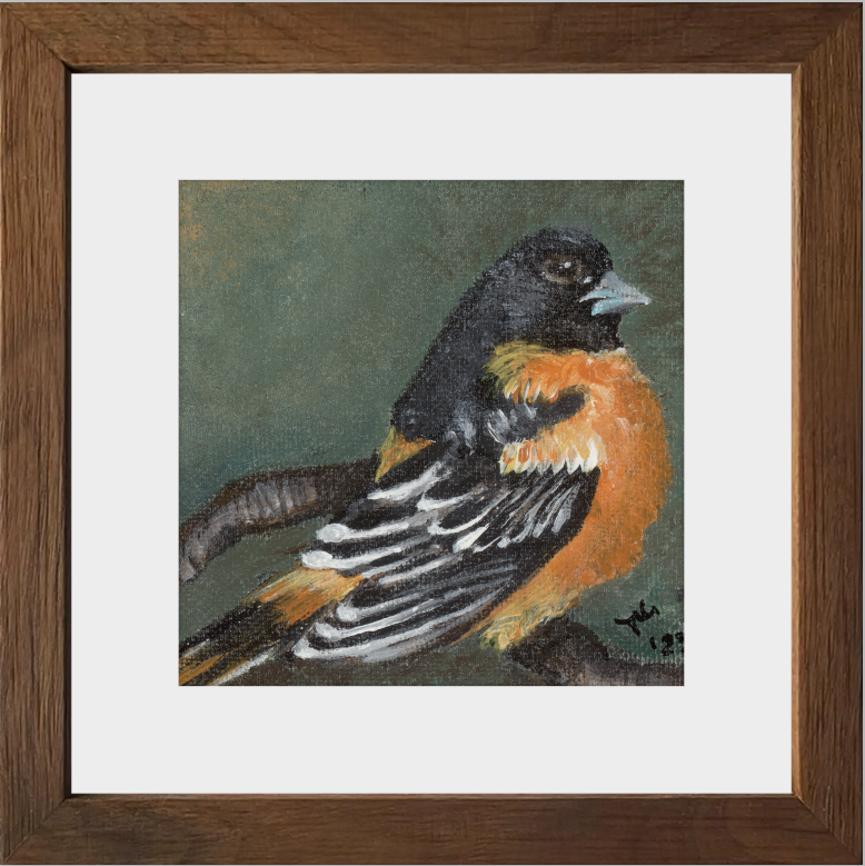 The Summer Flash (Baltimore Oriole)
