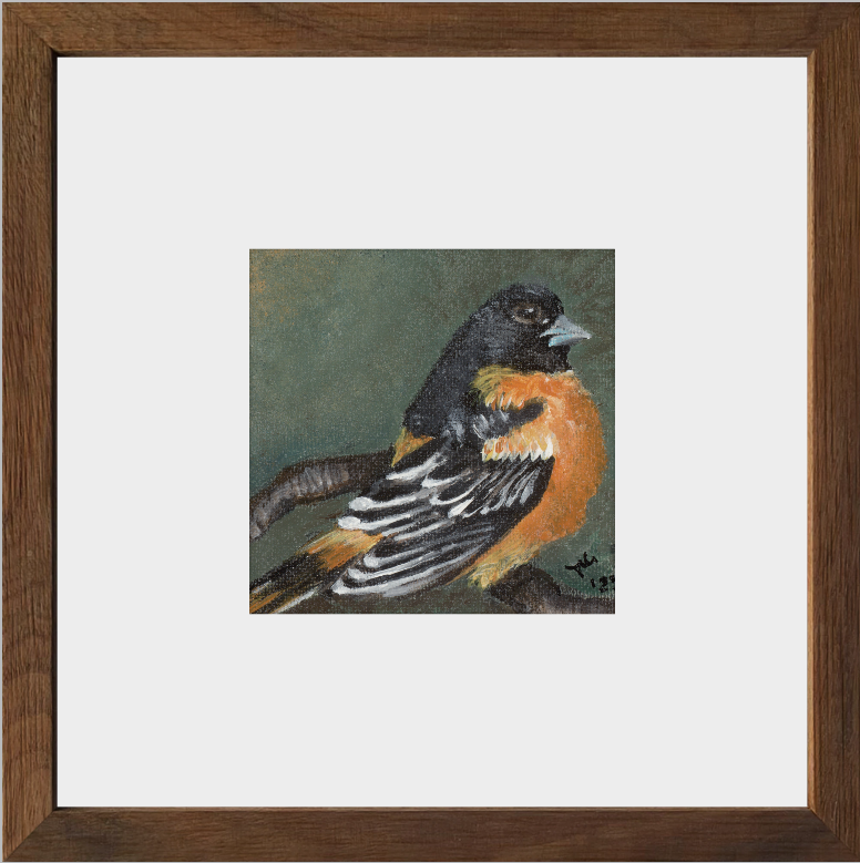 The Summer Flash (Baltimore Oriole)