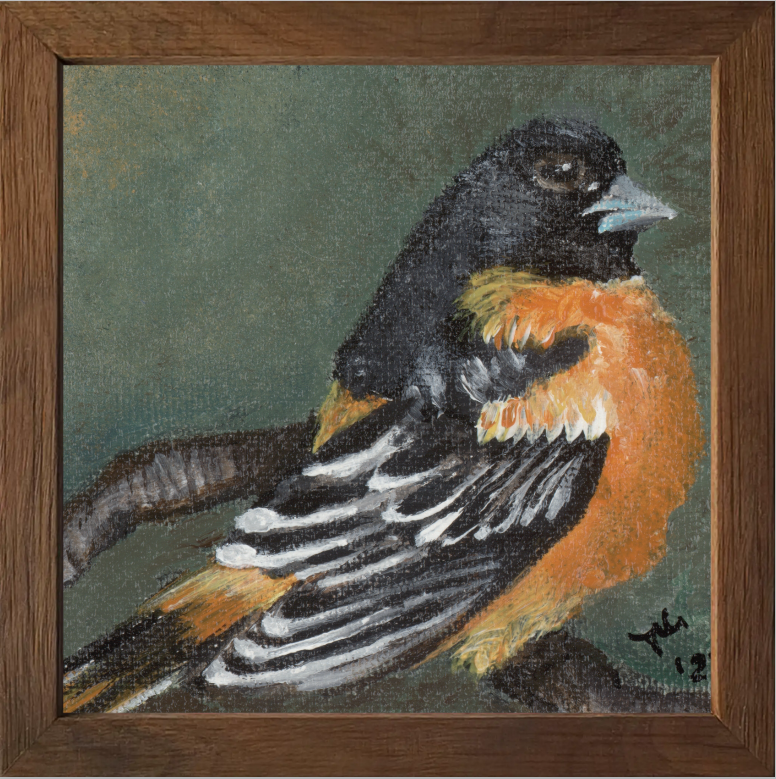 The Summer Flash (Baltimore Oriole)