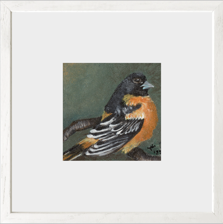 The Summer Flash (Baltimore Oriole)