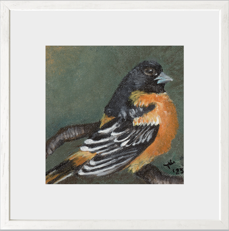 The Summer Flash (Baltimore Oriole)