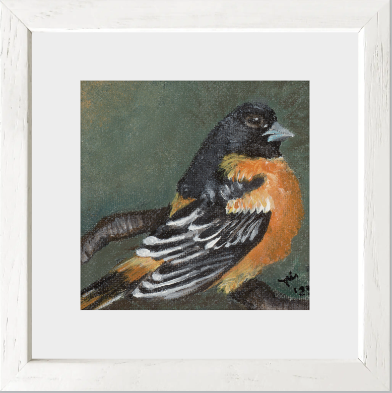 The Summer Flash (Baltimore Oriole)