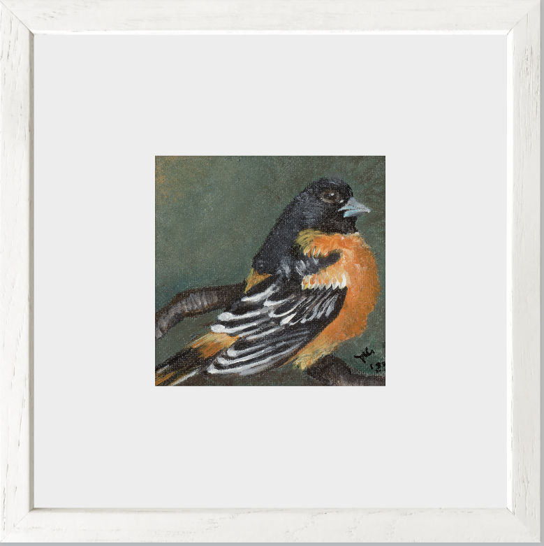 The Summer Flash (Baltimore Oriole)