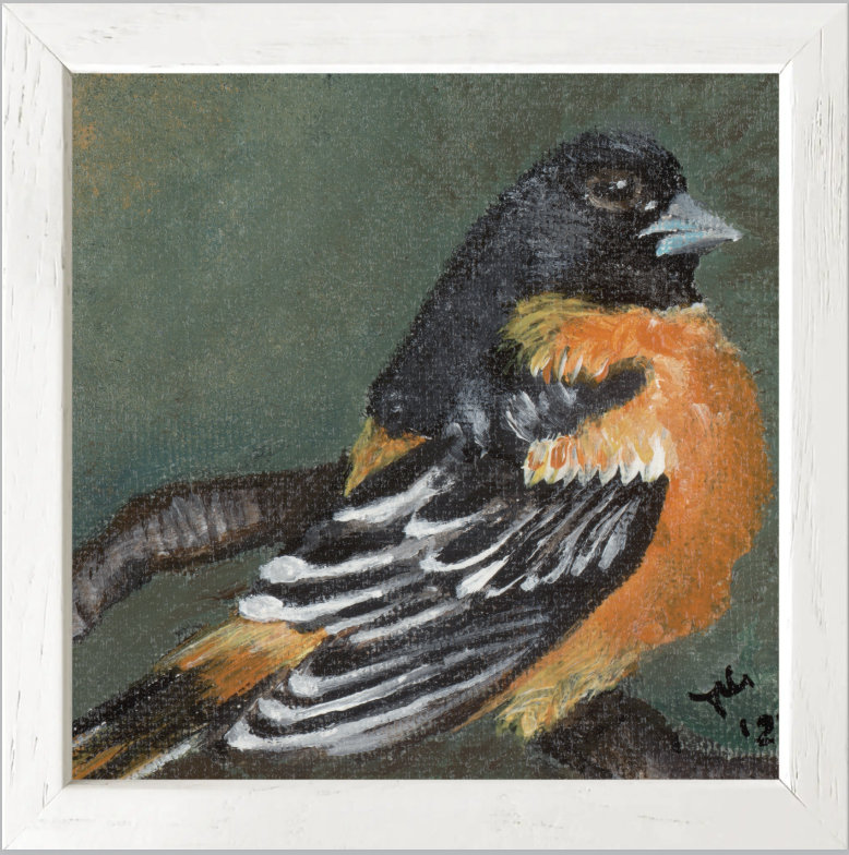 The Summer Flash (Baltimore Oriole)