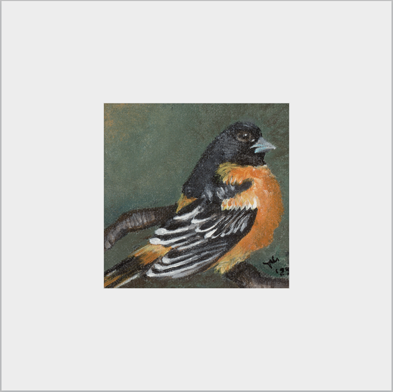 The Summer Flash (Baltimore Oriole)