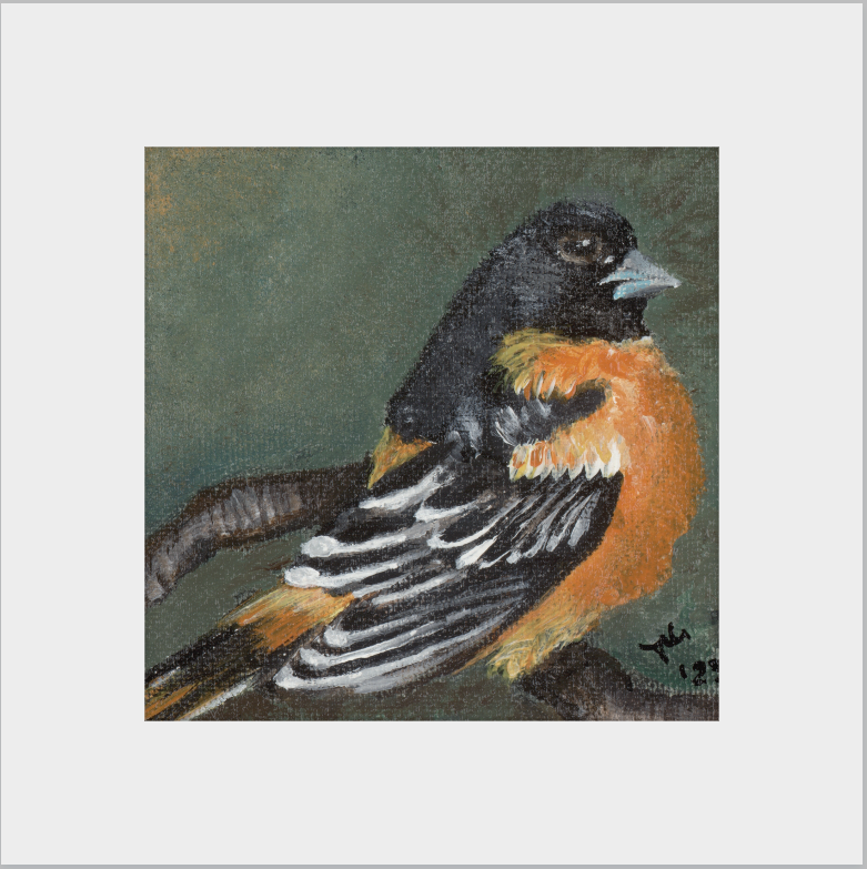 The Summer Flash (Baltimore Oriole)