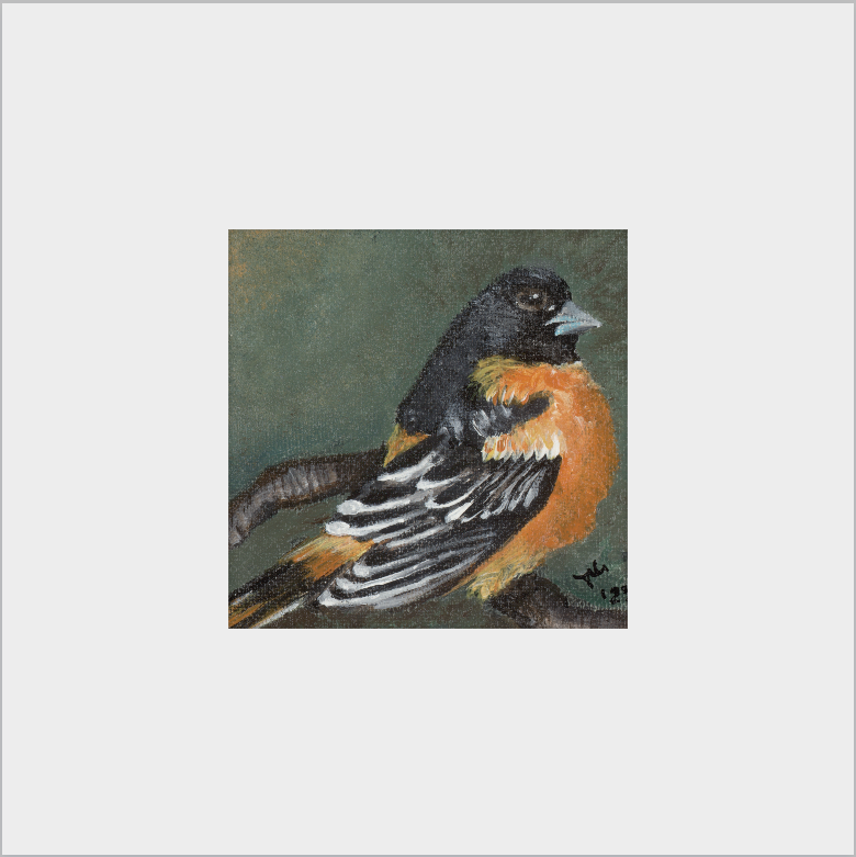 The Summer Flash (Baltimore Oriole)